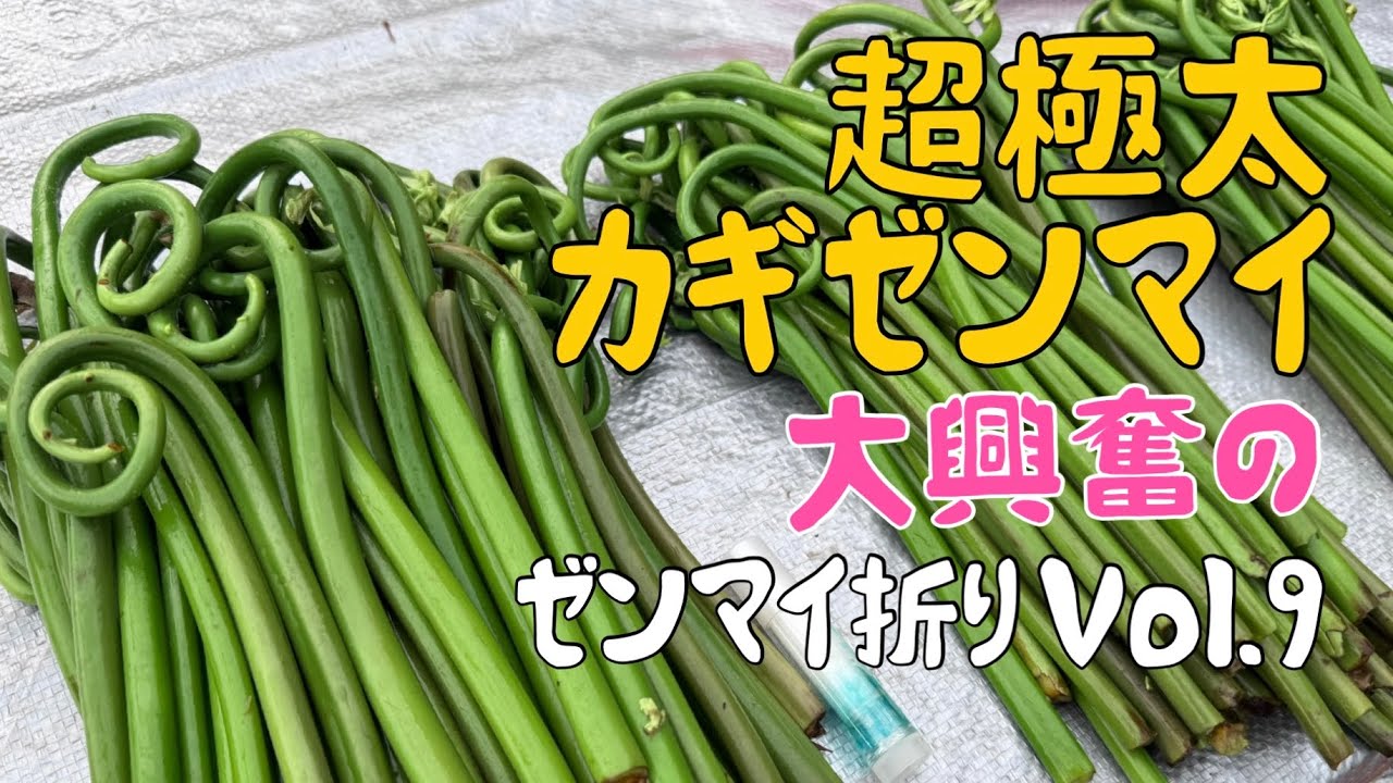 ゼンマイ折りVol.9〜大興奮の超極太カギゼンマイ〜