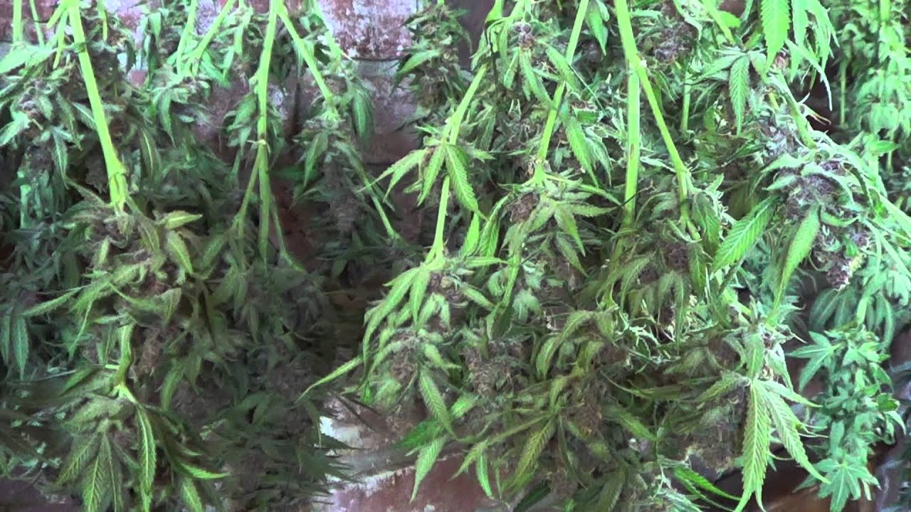 Hanging shots of Plushberry #4 and Sour Bubble + Harvest tips, MycoHead style!