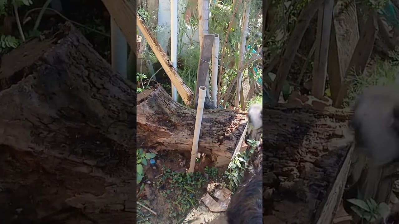 Meu sábado  cuidado dos bichos 