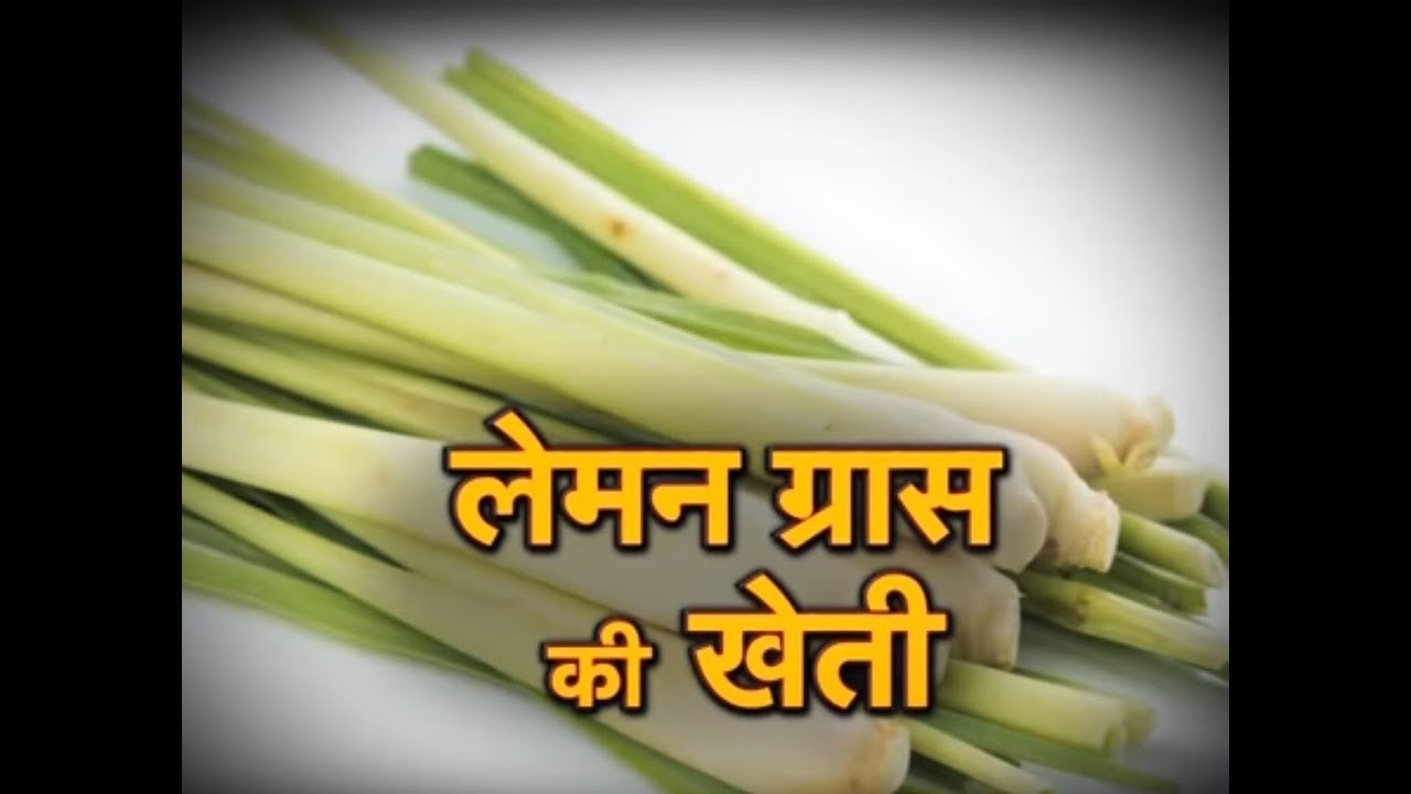 Khet Khalihaan - लेमन ग्रास की खेती