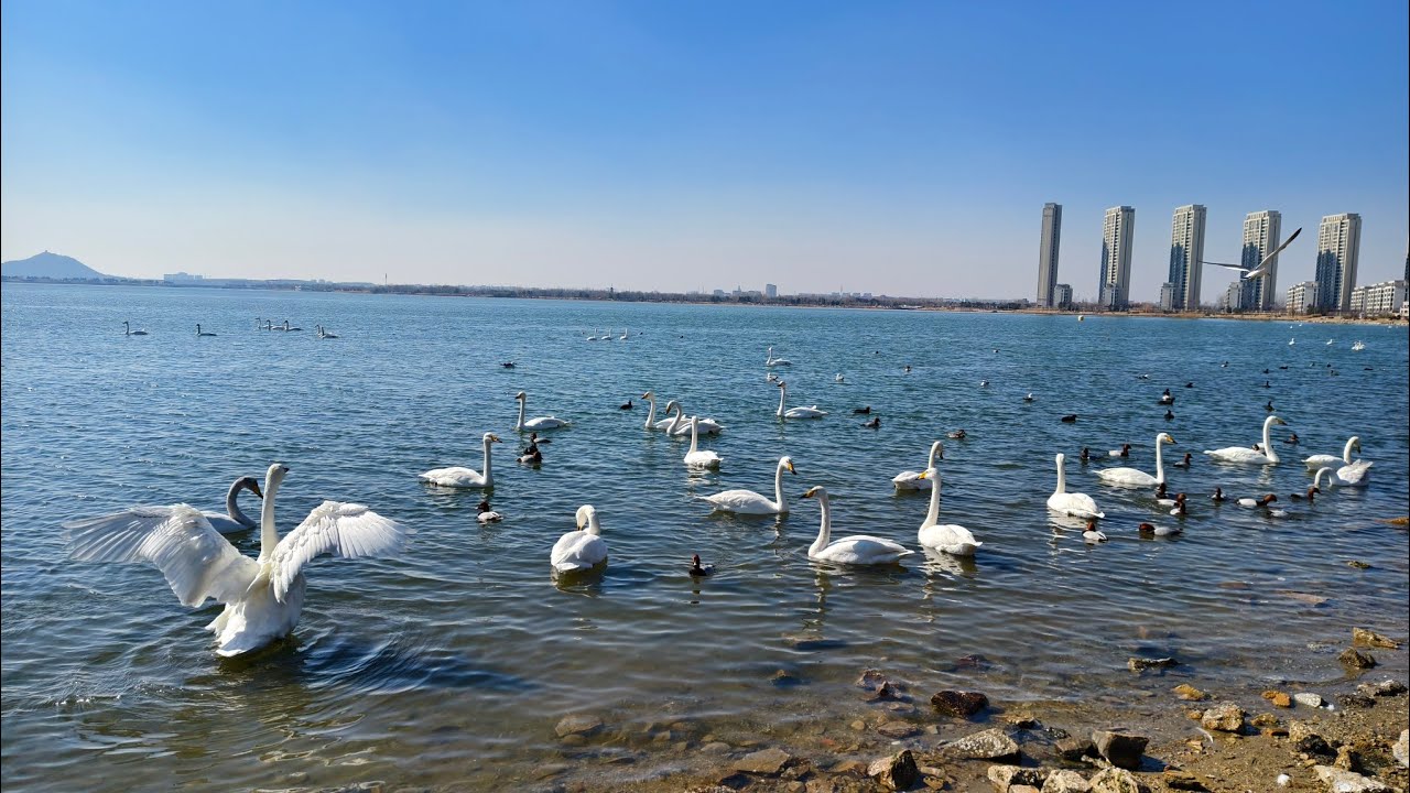 荣成樱花湖，赏雪赏天鵝
