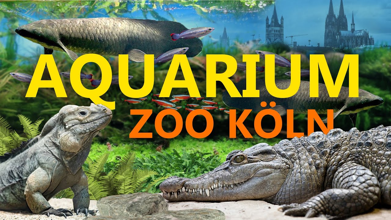 Das Aquarium des Zoo Köln | Zoo Eindruck