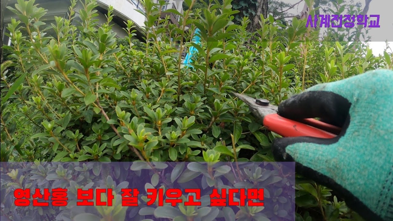 영산홍 보다 잘 가꾸고 싶다면 #135사계전정학교 23 08   05