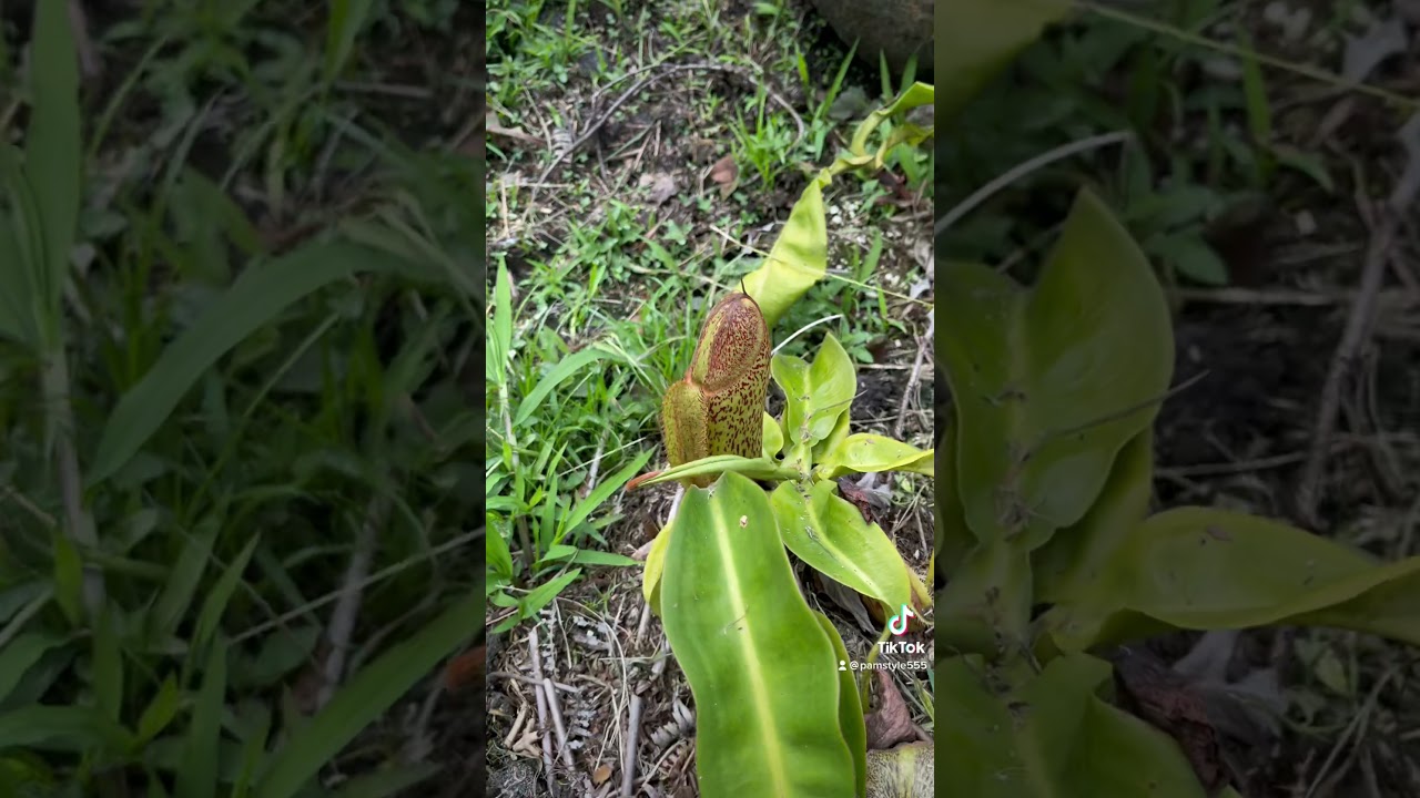 Asian Pitcher Plant closed.  It is carnivorous and exotic and can eat insects and small rodents!