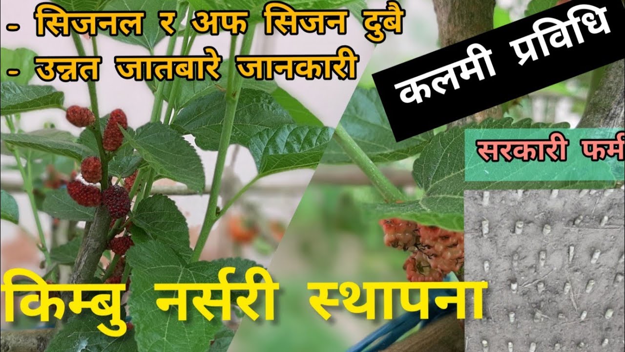 किम्बु नर्सरी स्थापना / Mulberry Nursery Development /An  AgrikAreshA Production /  हाम्रो करेशावारी