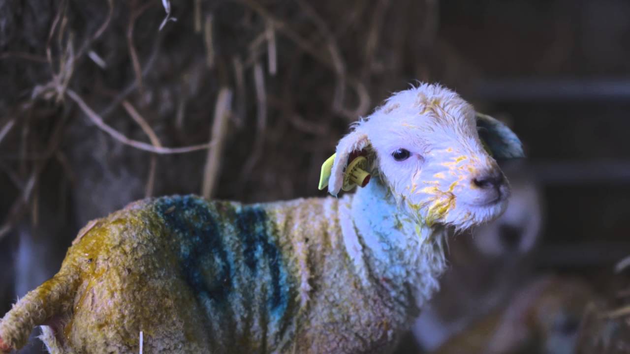 The labour of lambing season