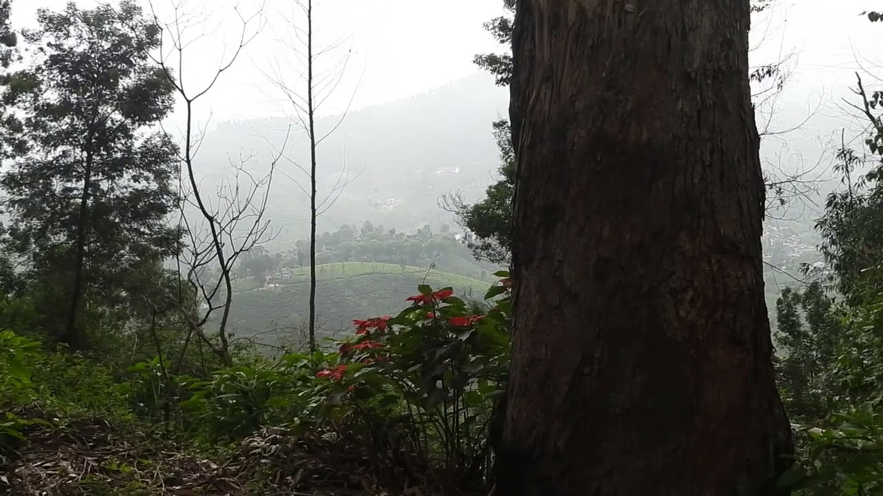 Incredible Nilgiris District, absolutely gorgeous.