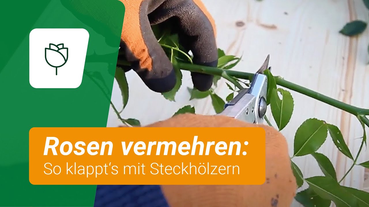 Beetrosen durch Steckh&ouml;lzer vermehren: So klappt's