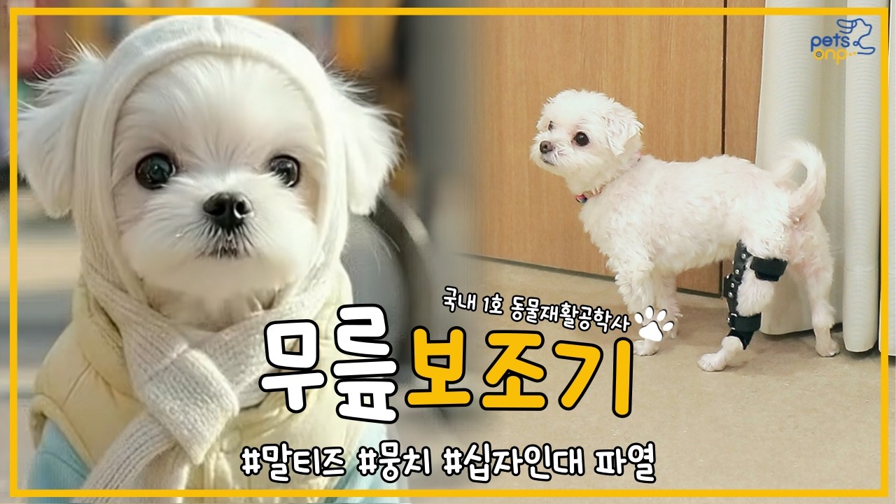 (말티즈)강아지 십자인대파열 증상, 맞춤 보조기, 무릎 보호대 활용한 다양한 재활 방법🐾
