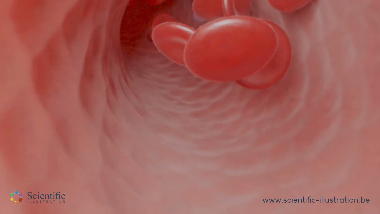 🩸 Blood flowing into blood vessel - 3D Animation 📽️