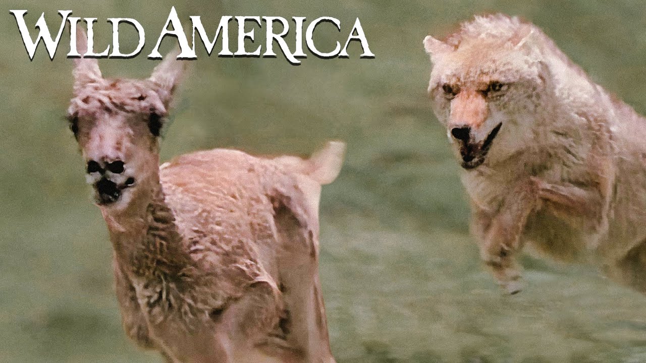 Wild America | S3 E3 Born To Run | Full Episode HD