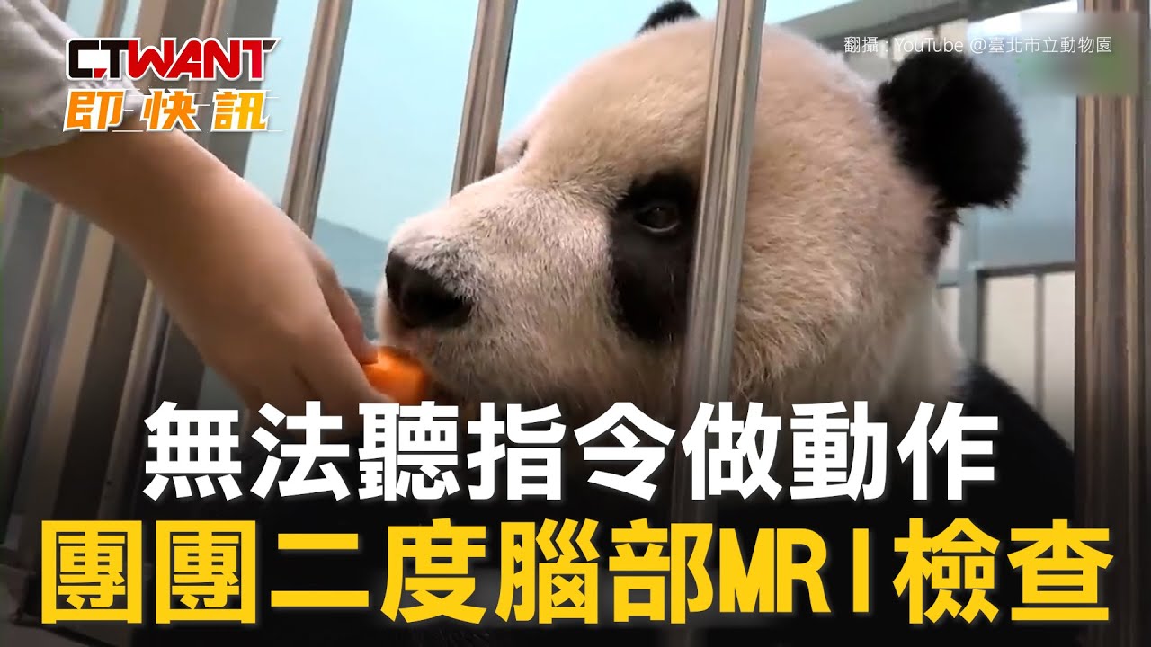 CTWANT 社會新聞 / 無法聽指令做動作　團團二度腦部MRI檢查