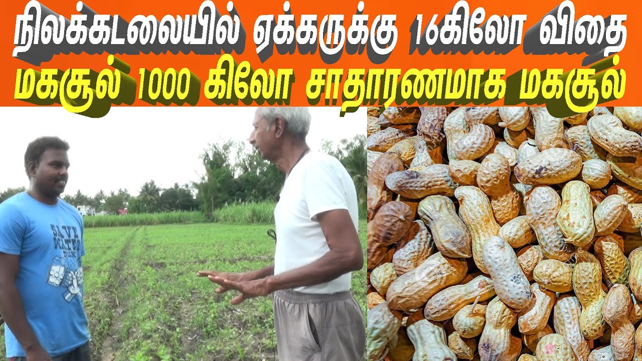 கண ஜீவாமிர்தம்  பயன்படுத்தி  நிலக்கடலையில் 1000 கிலோ மகசூல்