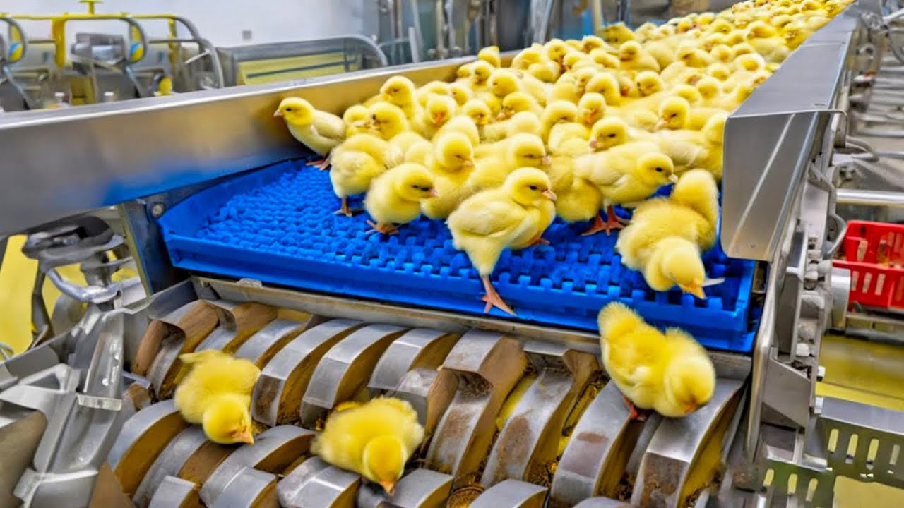 Inside the Chicken Hatchery From Chicken Eggs to High Quality Meat Production