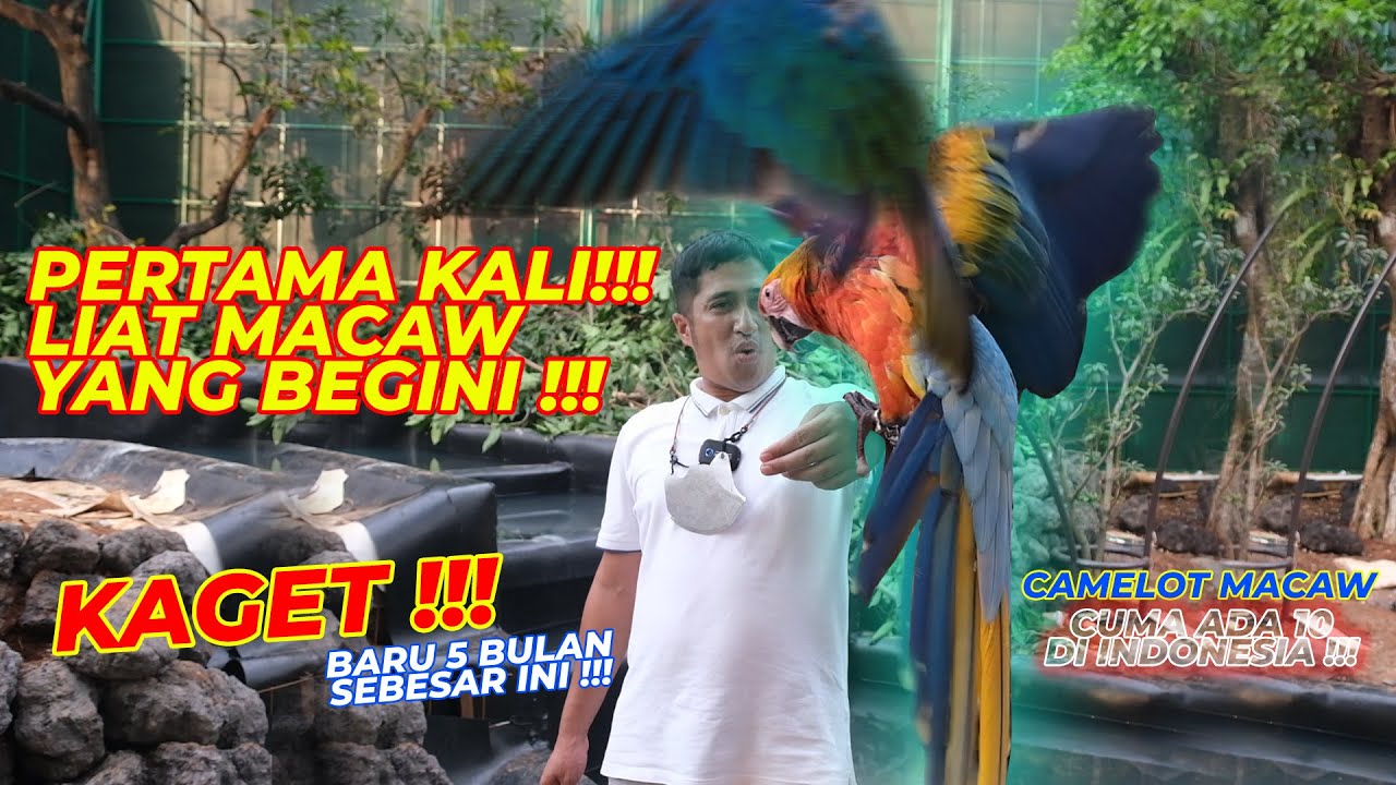 MACAW PALING LANGKA MASUK AVIARY !!! IH GILEEE MANTEP BANGET SIH INI !!!