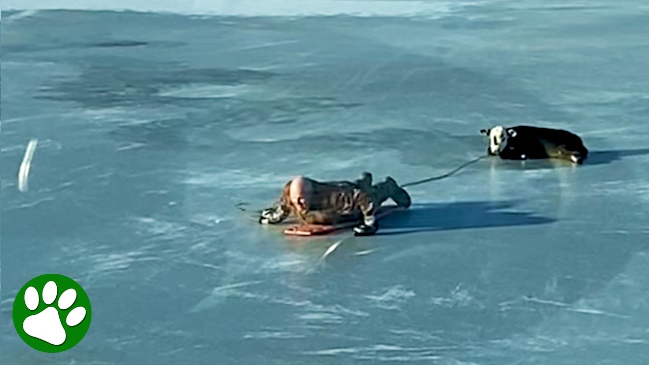 Мать умоляет героического мужчину спасти её телёнка 🙏