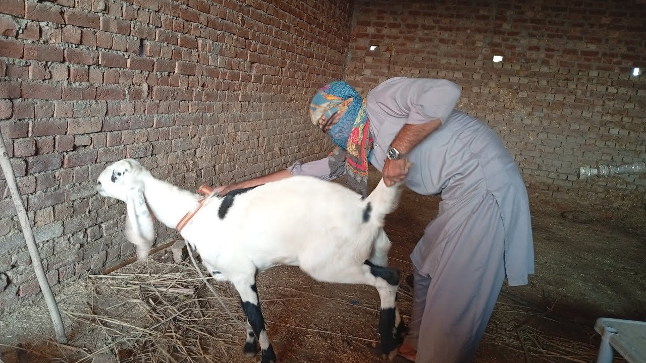 Today Goat Playing in Room 🤣 | Dihat ki Masti 