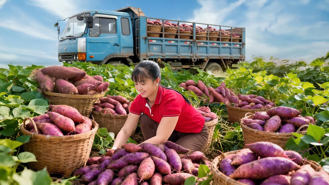 Harvesting 2000+ Kg Red Potatoes | From Farm to Countryside Market & Animal Care
