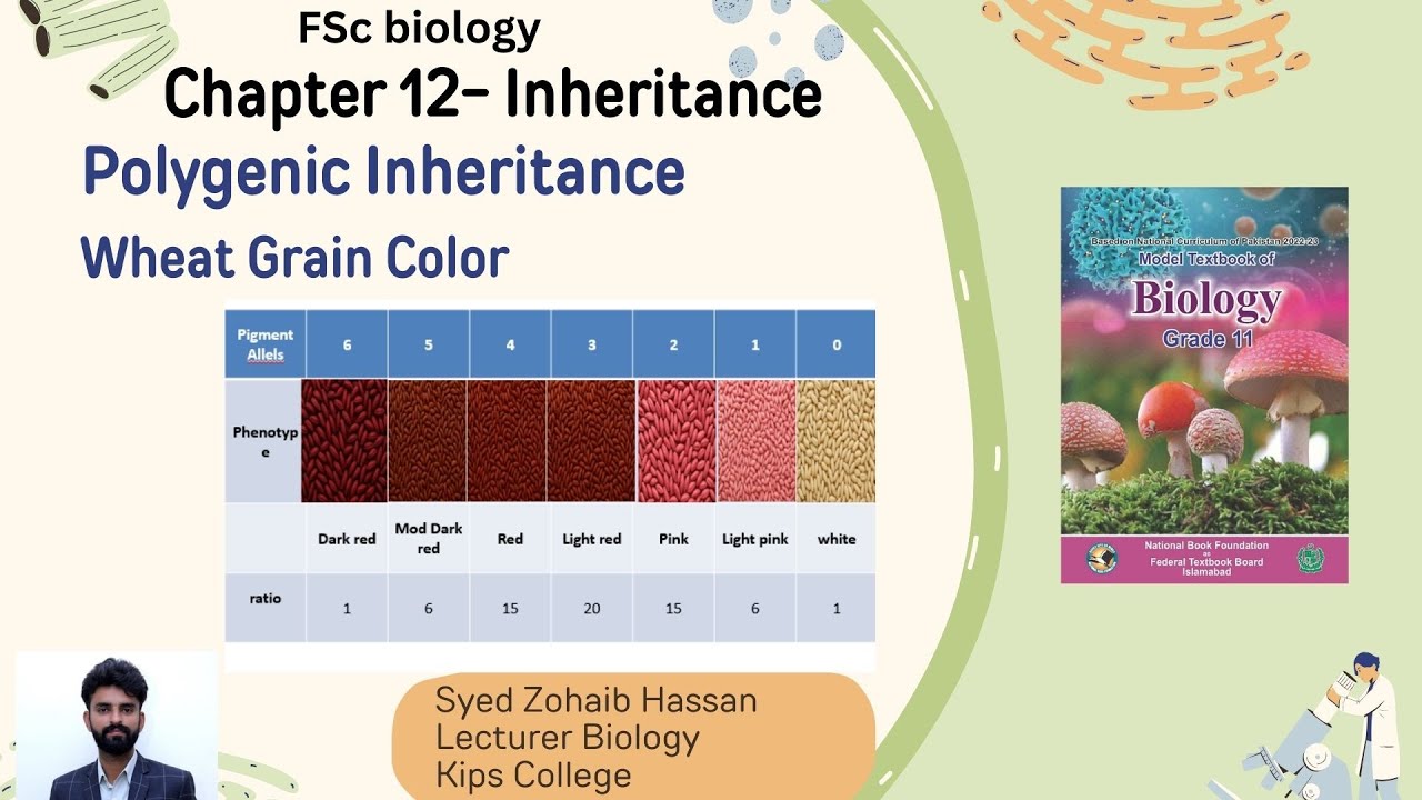 Polygenic Inheritance in Wheat grain | 1st Year BIOLOGY | Chap12: Inheritance |Syed Zohaib Hassan