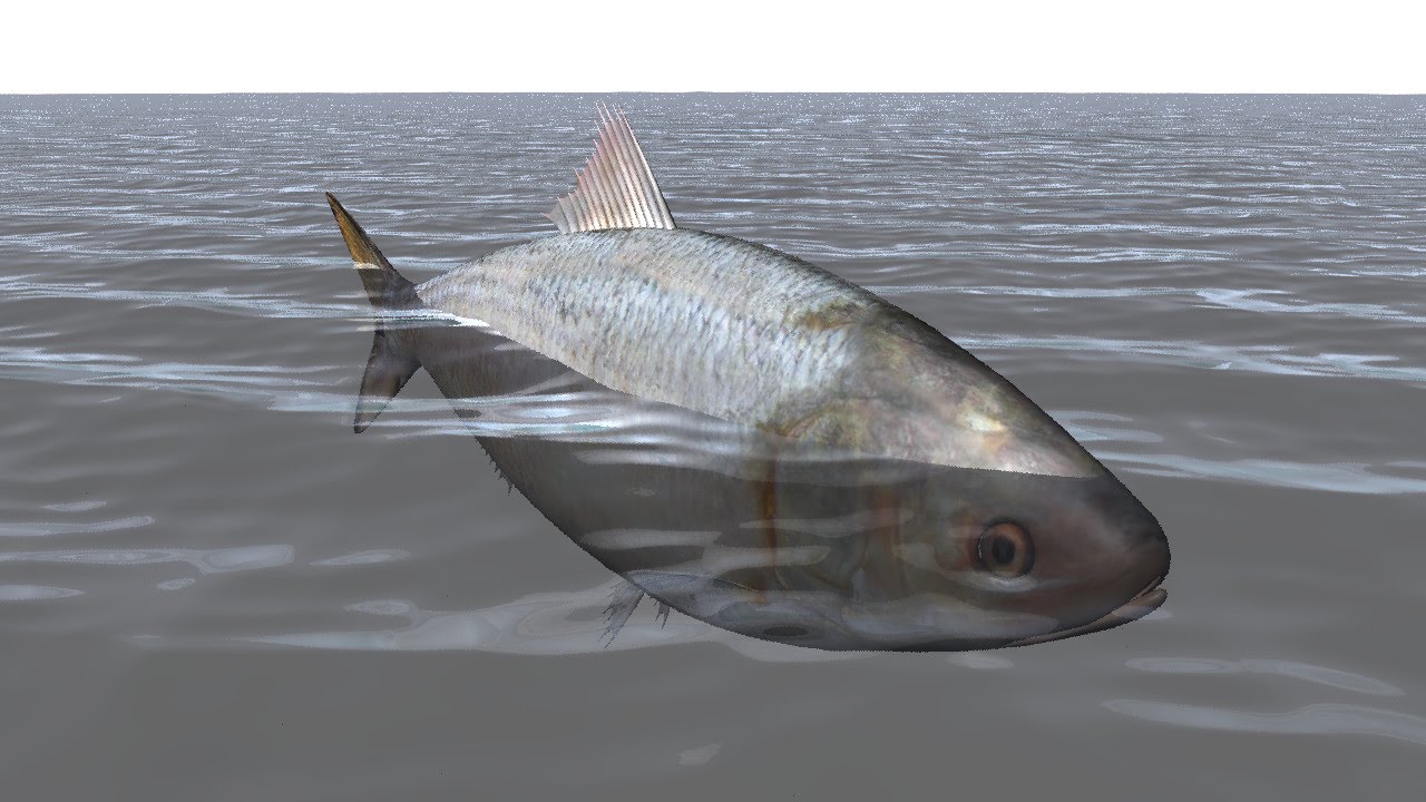 HILSA in Crisis... (English)