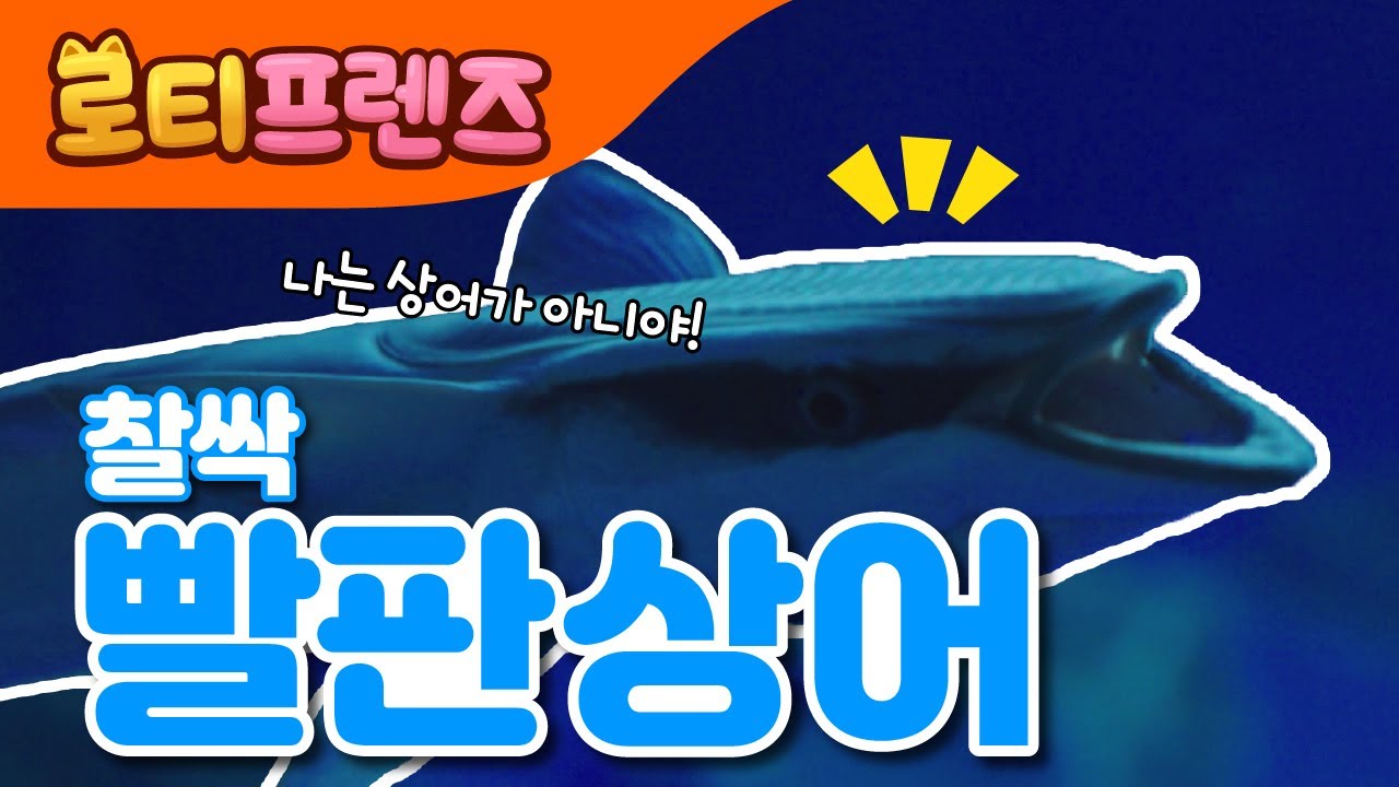 찰싹! 빨판상어 🦈 | 바닷속 친구를 만나요 🐠 | 물 속 장기자랑 | 바다동물동요 | 해양생물 | 로티프렌즈 인기동요 | LOTTY FRIENDS