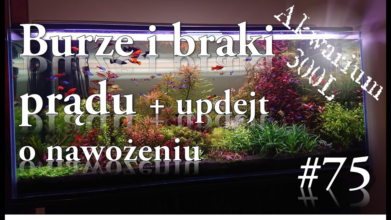 Akwarystyka - 075. Burze, brak prądu i updejt o Ludwigii White