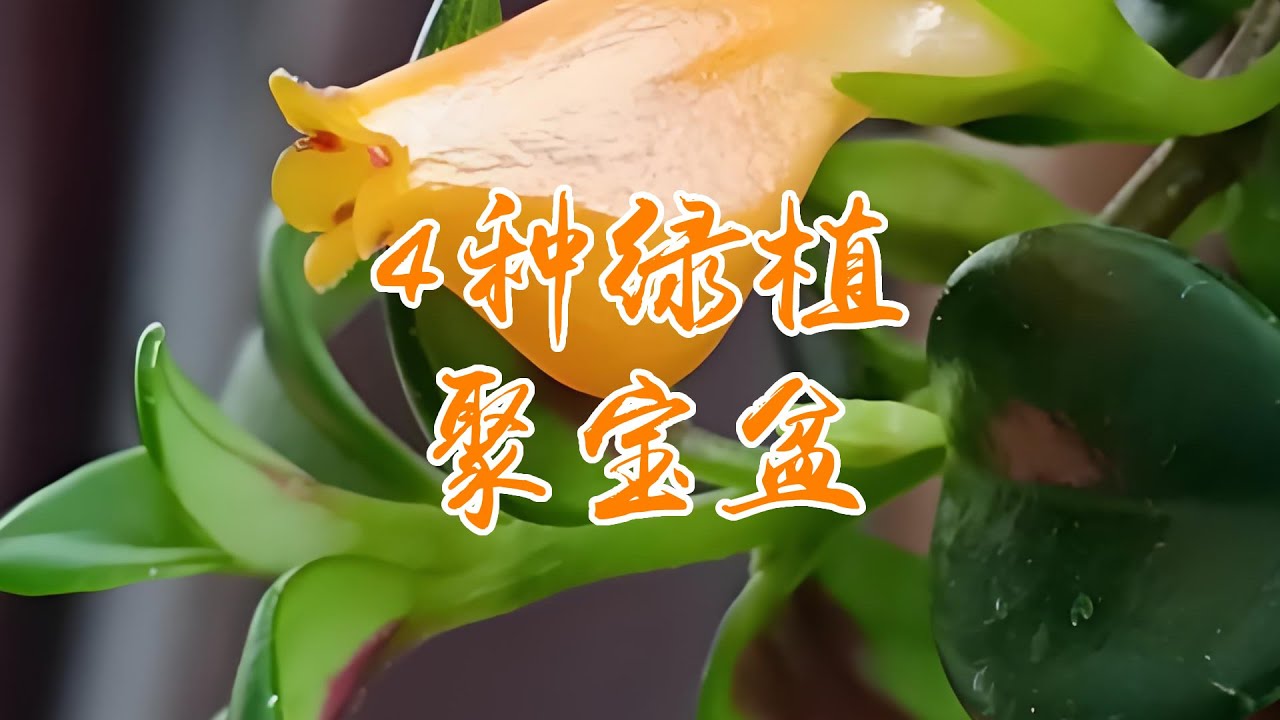 养对这4种绿植，家里直接变聚宝盆！