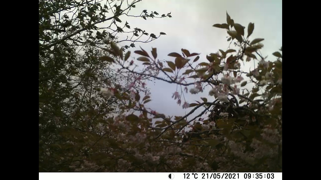 Slow TV Cherry Blossom Time-lapse