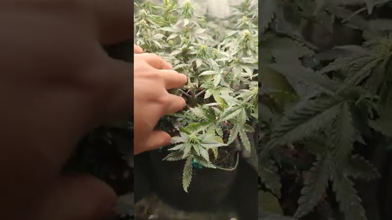 Seguimiento de Autoflorecientes indoor. Semana 8