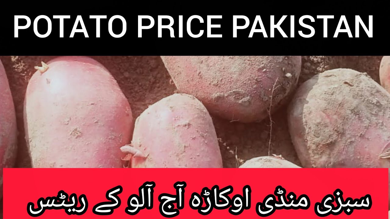 Potato Rate Today Okara Mandi Punjab Pakistan 01-03-2026 | Daily Mandi Price & Potato Market Update