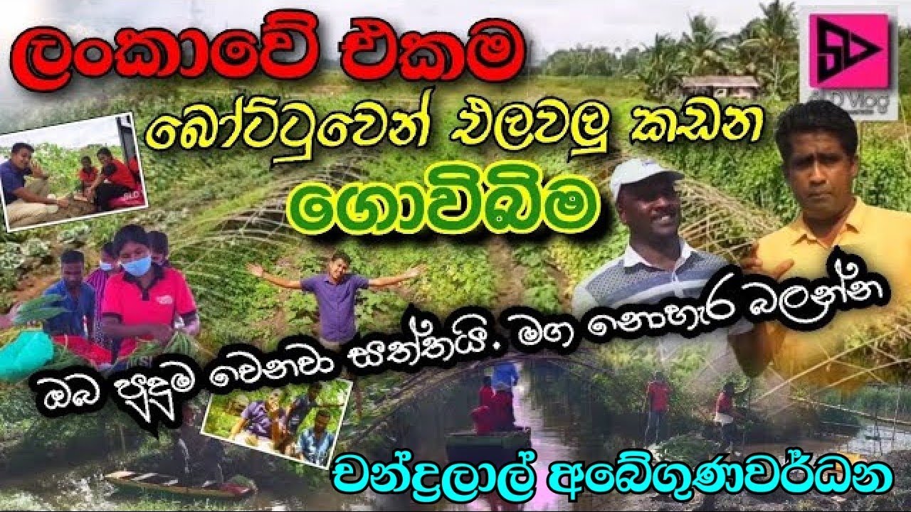 සෝජාන් ක්‍රමයට වගා කල ලංකාවේ එකම ගොවිබිම Chandralal Abegunawardhana | Holuwagoda | Sojan | #SLDvlog