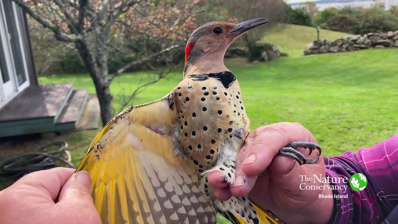 Northern Flicker | Nature Near You