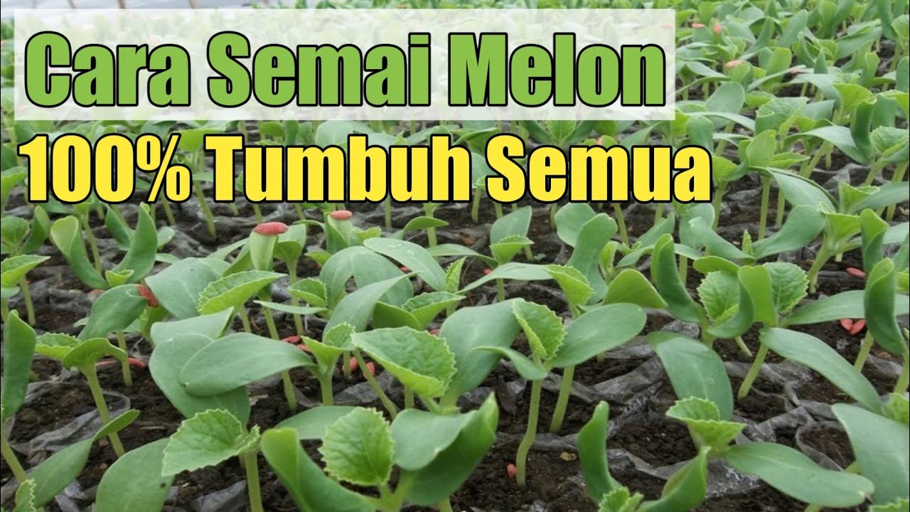 Cara Semai Melon (Cepat Dan Mudah)
