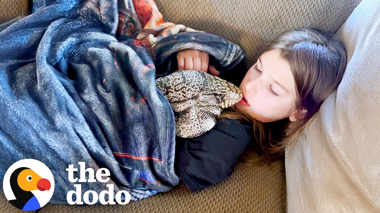 Lizard Who Acts Like A Dog Love To Cuddle With His Sister | The Dodo