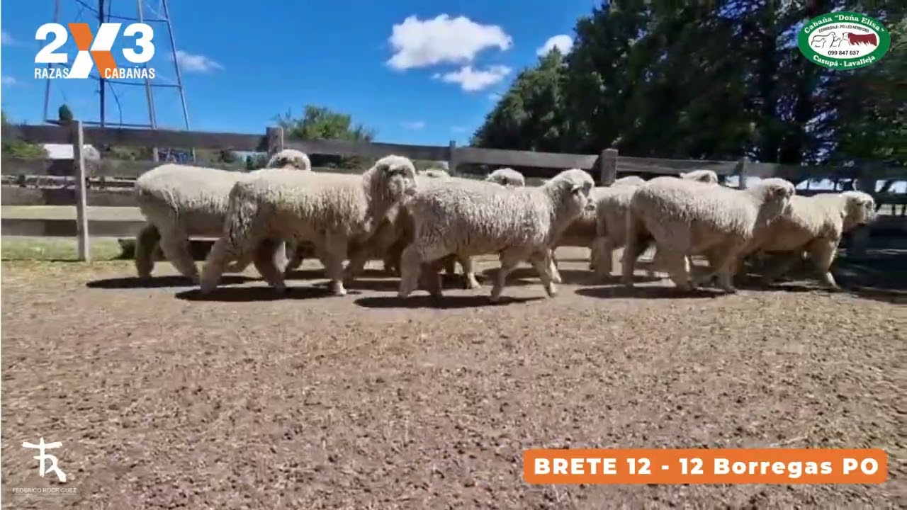 2x3 - Doña Elisa - Brete 12 - 12 Borregas PO