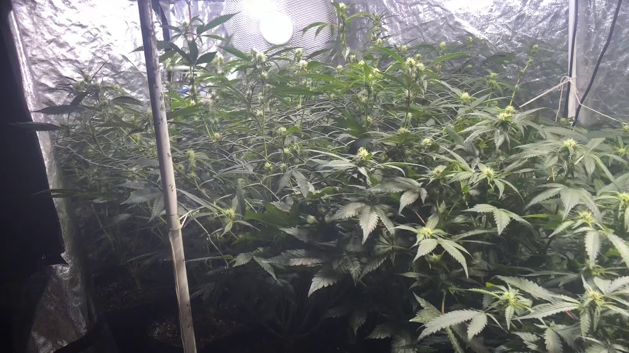 Mango sapphire week 3 flower