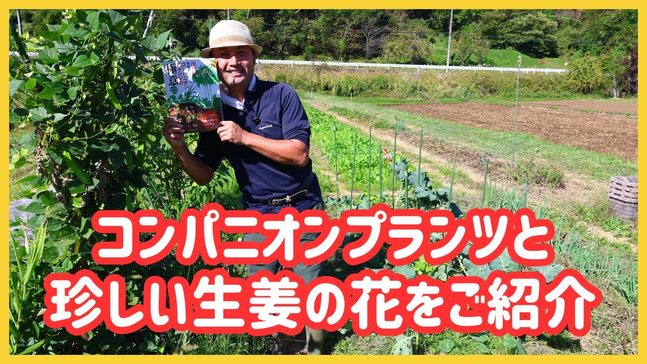 【自然菜園】最新コンパニオンプランツと珍しい生姜の花をご紹介！(新）