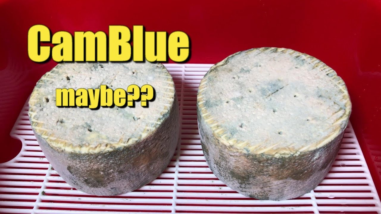 Making CamBlue Cheese