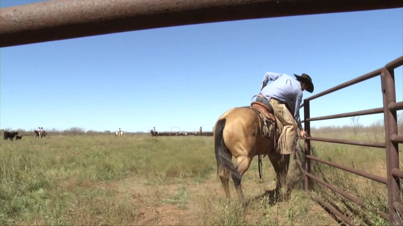 Muleshoe Ranch — победитель конкурса Zoetis-AQHA Best Remuda 2014 года