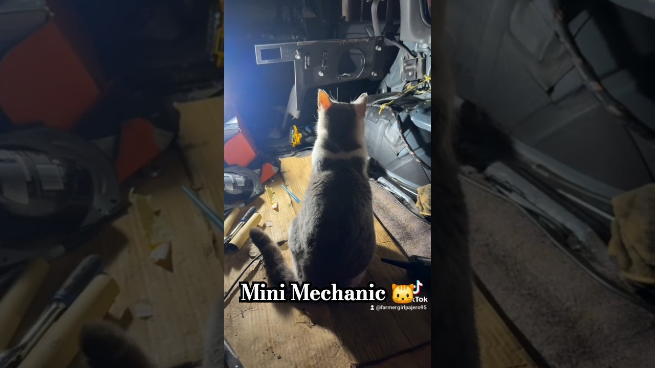 This cat is judging my car work and I feel it 