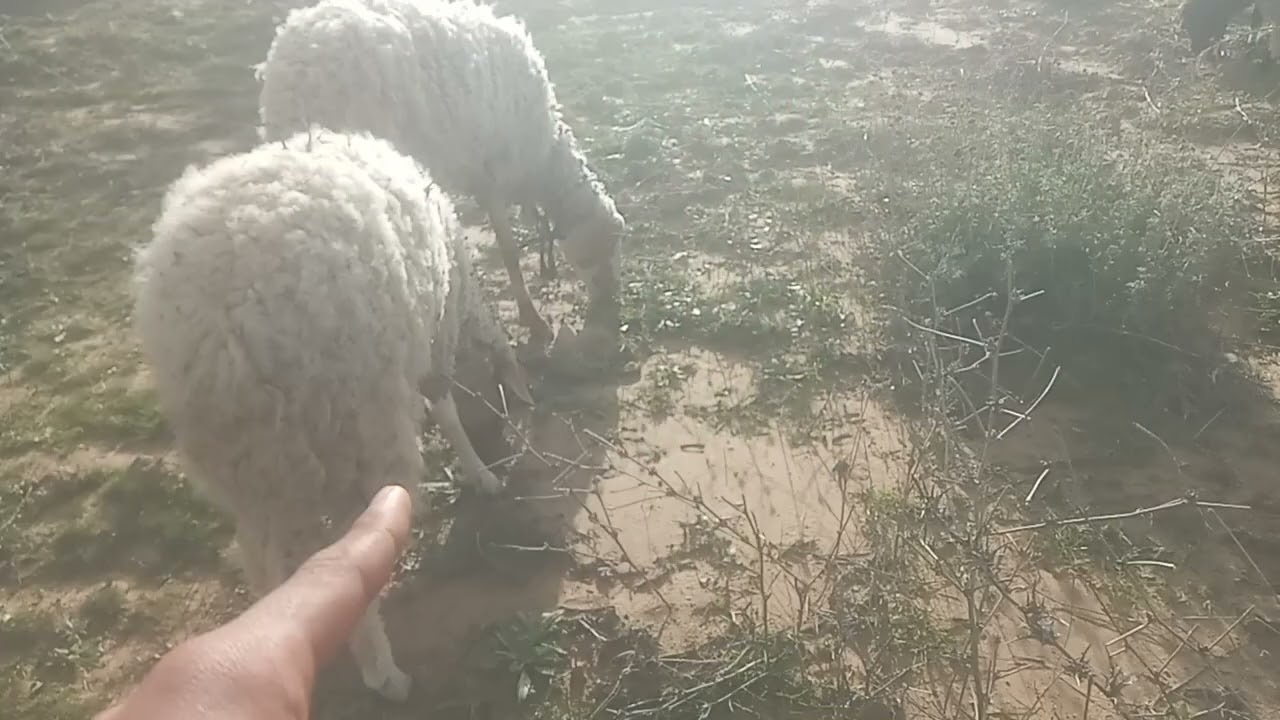 جولة صغيرة مع النعاج 🐑 أجواء جميلة 😀