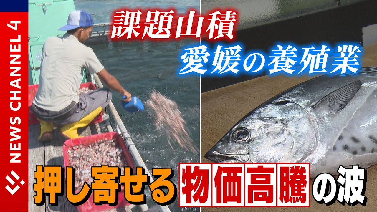 課題山積　愛媛の養殖業＜NEWS CH.4＞