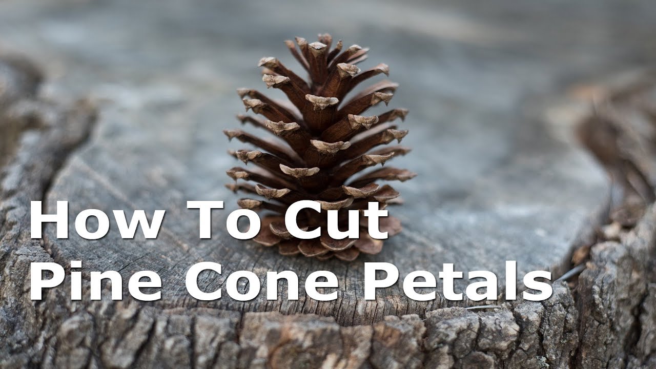 How To Cut Pine Cone Petals