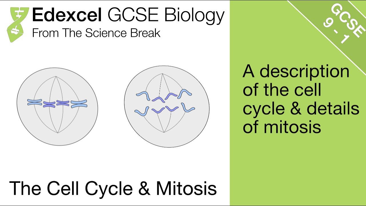 10. Edexcel GCSE Biology - The Cell Cycle and Mitosis