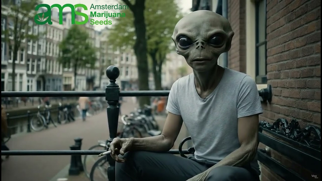 Amsterdam Marijuana Seeds