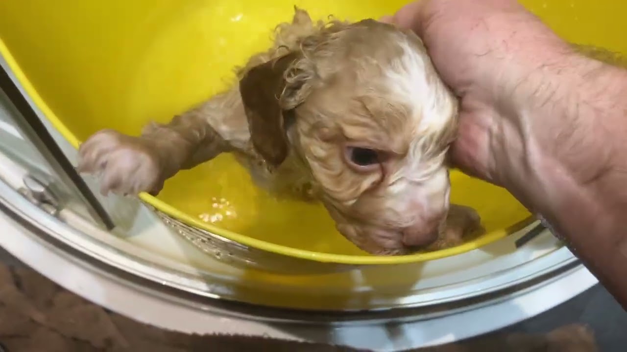 Loveable Litter of Lagotto Pups - Week 5 Pupdate