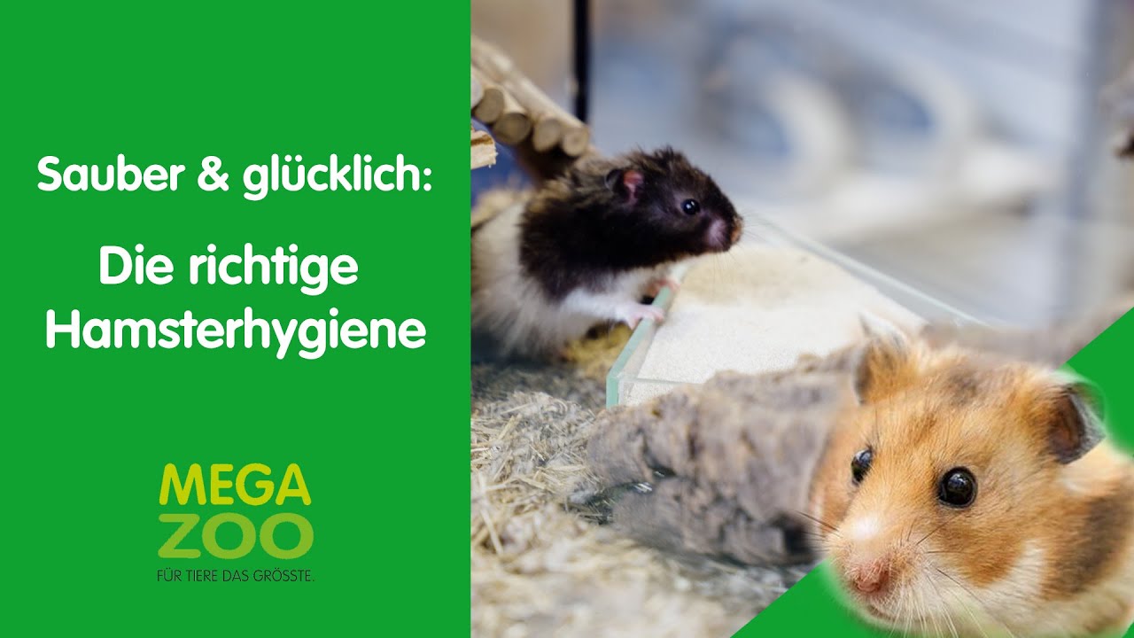 Gesunde Goldhamster - Wichtige Tipps zur richtigen Pflege