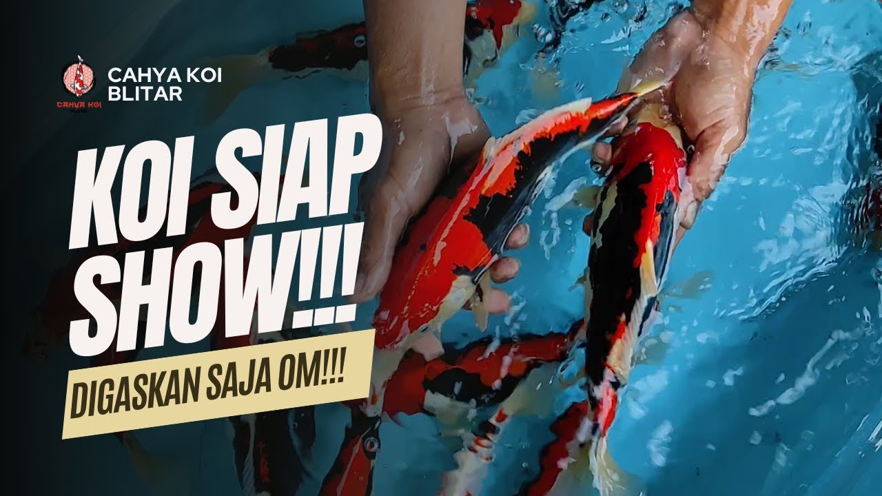 IKAN KOI SIAP SHOW!!! REVIEW IKAN KOI BENI KUMONRYU DI CAHYA KOI BLITAR