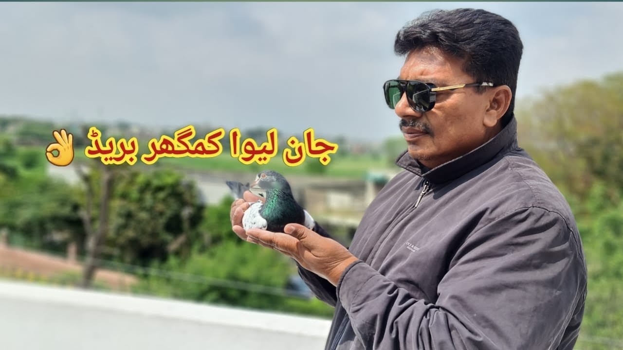 Jan Leva Kamagar Kabootar Breed | Nayab New Pair ka Shoq karain | Ustad Mian Mustajab Moshi