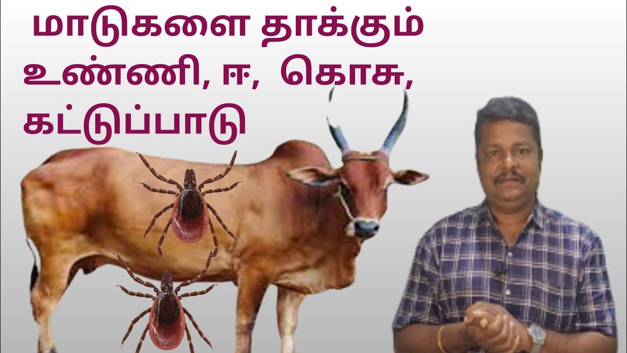 மாடுகளை தாக்கும்  உண்ணி, ஈ,  கொசு, கட்டுப்பாடு